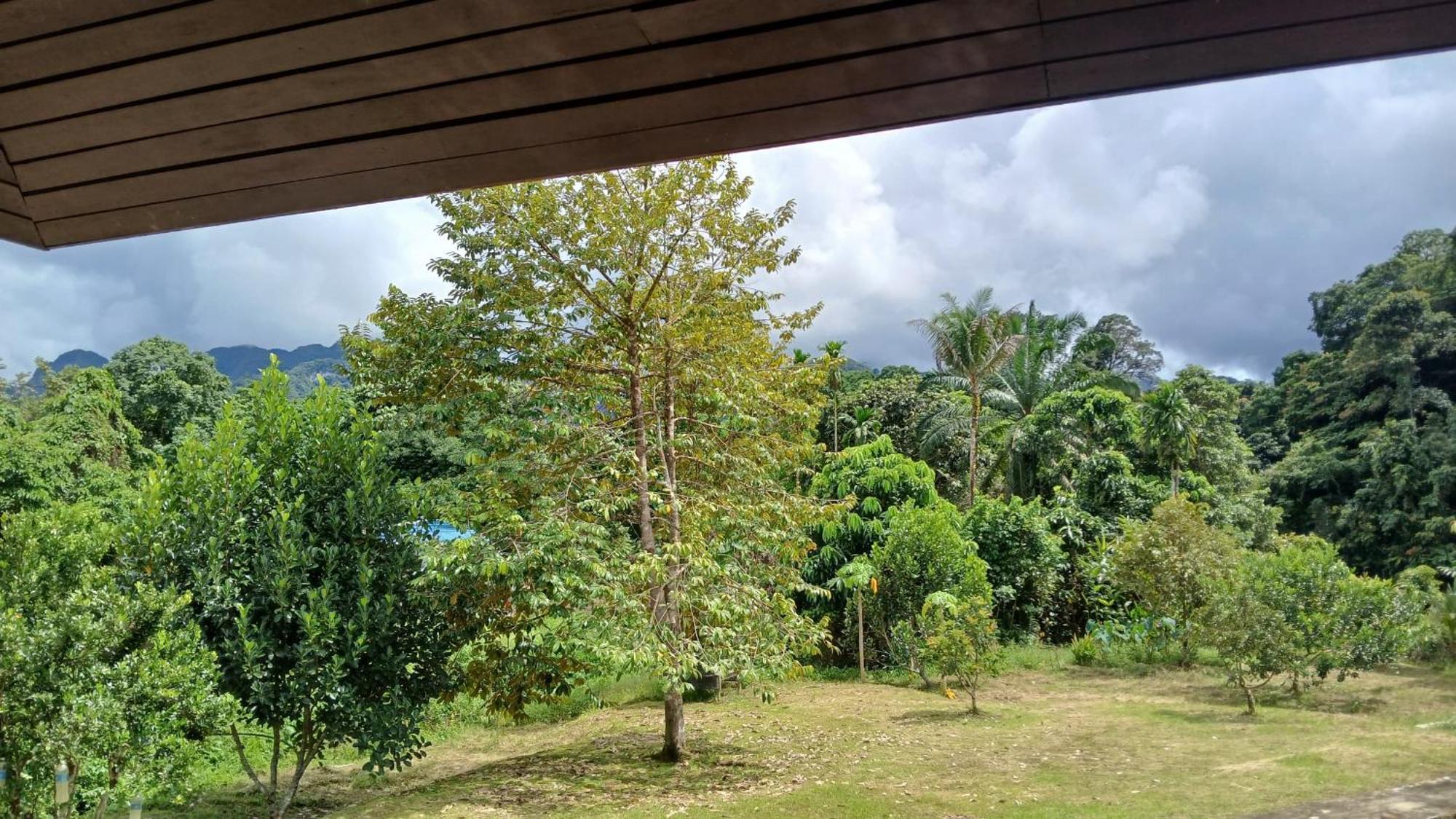 Mulu Tribal Homestay Exterior photo